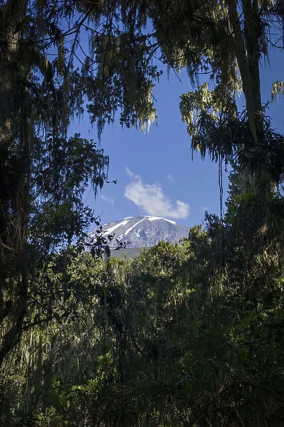 Kibo peak seen through rainforest trees along Mweka Route, Mount Kilimanjaro, Kilimanjaro Region, Tanzania