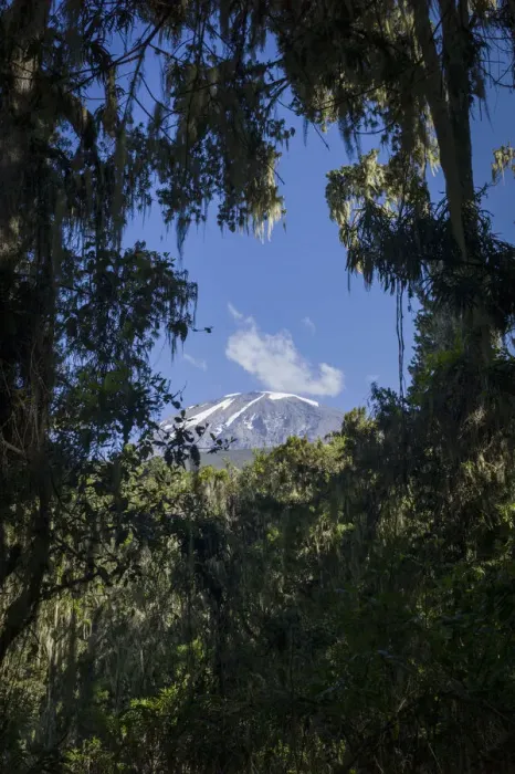 Framed Print : Kibo peak seen through rainforest trees along Mweka Route, Mount Kilimanjaro, Kilimanjaro Region, Tanzania