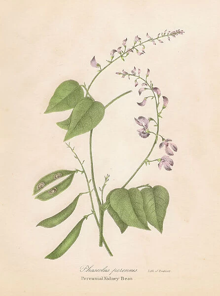 Kidney bean plant botanical engraving 1843