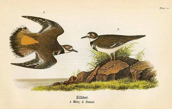 Kildeer bird lithograph 1890