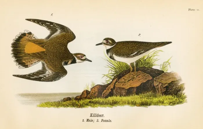 Framed Print : Kildeer bird lithograph 1890 Framed Print : Kildeer bird lithograph 1890