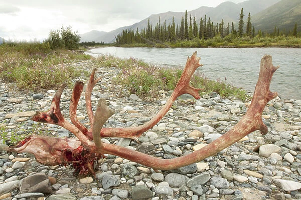 Kill site, bloody scull and antlers of a male, bull caribou, reindeer -Rangifer tarandus-, killed and eaten by wolves, shore of Wind River, Peel Watershed, Yukon Territory, Canada