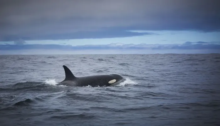 Framed Print : Killer Whale Framed Print : Killer Whale
