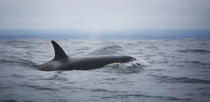 Framed Print : Killer Whale Framed Print : Killer Whale