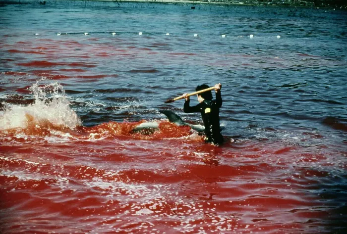 Framed Print : Killing A Dolphin