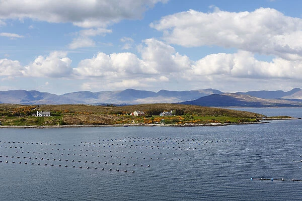 Kilmakilloge Harbour, shellfish farming, Beara Peninsula, County Kerry, Ireland, British Isles, Europe