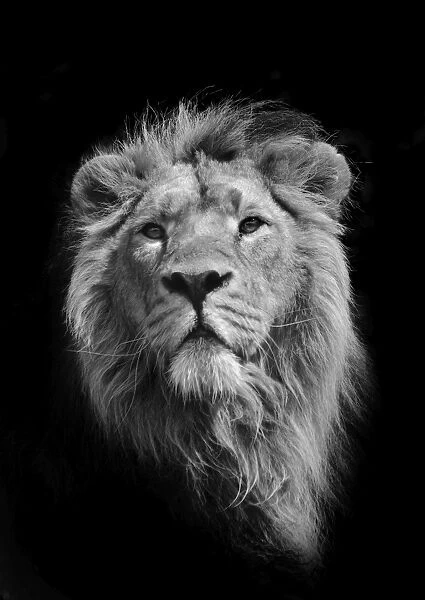 The King (Asiatic Lion)