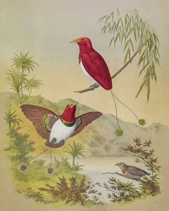 Framed Print : King bird-of-paradise, 19th century illustration Framed Print : King bird-of-paradise, 19th century illustration