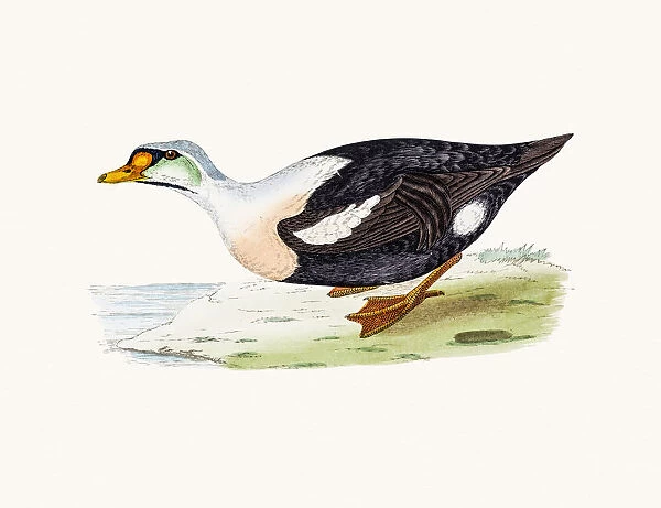 King eider Duck Waterfowl bird