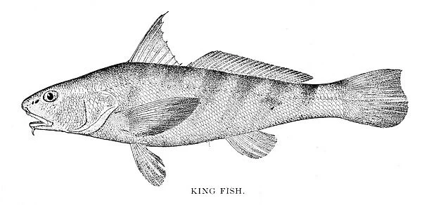 King fish engraving 1898