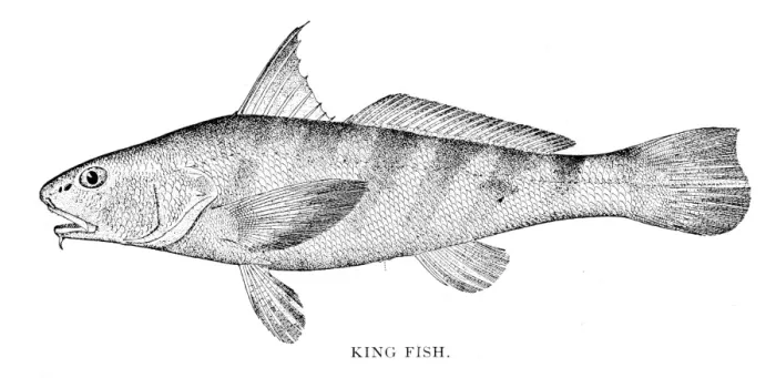 Framed Print : King fish engraving 1898