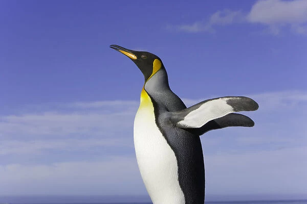 King penguin (Aptenodytes patagonicus) standing on beach, side view