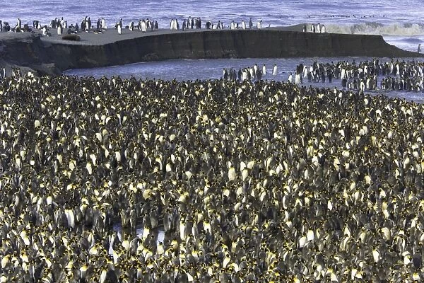 King penguin (Aptenodytes patagonicus) rookery along shoreline