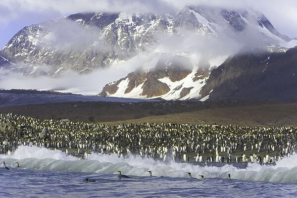King penguin (Aptenodytes patagonicus) rookery on shoreline