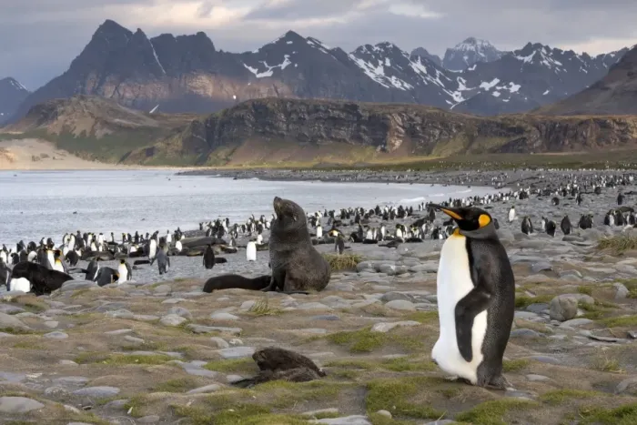 Framed Print : King Penguin -Aptenodytes patagonicus- and an Antarctic Fur Seal -Arctocephalus gazella- in a King Penguin colony, Salisbury Plain, South Georgia and the South Sandwich Islands, United Kingdom Framed Print : King Penguin -Aptenodytes patagonicus- and an Antarctic Fur Seal -Arctocephalus gazella- in a King Penguin colony, Salisbury Plain, South Georgia and the South Sandwich Islands, United Kingdom