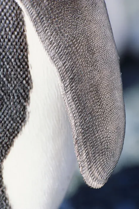 Framed Print : King penguin (Aptenodytes patagonicus) Australia, wing detail Framed Print : King penguin (Aptenodytes patagonicus) Australia, wing detail