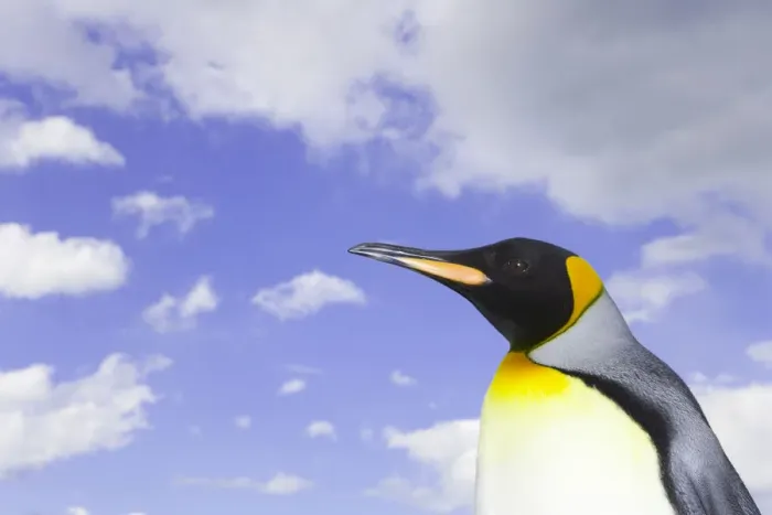 Framed Print : King penguin (Aptenodytes patagonicus) against cloudy sky, side view Framed Print : King penguin (Aptenodytes patagonicus) against cloudy sky, side view