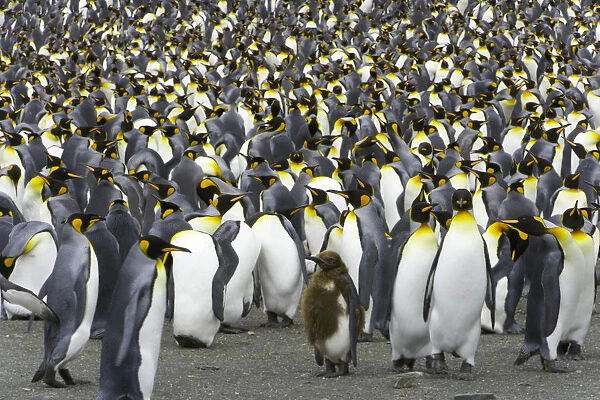 King penguin (Aptenodytes patagonicus) rookery