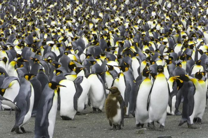 Framed Print : King penguin (Aptenodytes patagonicus) rookery Framed Print : King penguin (Aptenodytes patagonicus) rookery