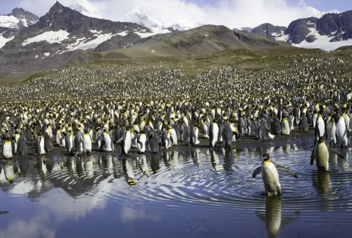 Framed Print : King penguin (Aptenodytes patagonicus) rookery beside mountains Framed Print : King penguin (Aptenodytes patagonicus) rookery beside mountains