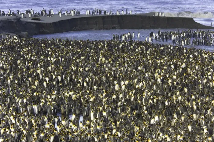 Framed Print : King penguin (Aptenodytes patagonicus) rookery along shoreline Framed Print : King penguin (Aptenodytes patagonicus) rookery along shoreline