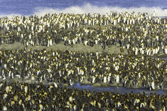 Framed Print : King penguin (Aptenodytes patagonicus) rookery along shoreline Framed Print : King penguin (Aptenodytes patagonicus) rookery along shoreline