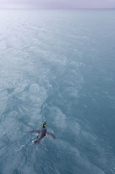 King penguin (Aptenodytes patagonicus) in sea, elevated view