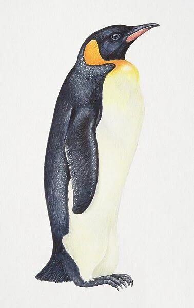 King Penguin, Aptenodytes patagonicus, side view