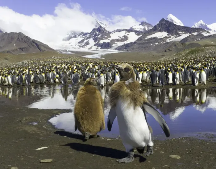 Framed Print : King penguin rookery (focus on two chicks in foreground) Framed Print : King penguin rookery (focus on two chicks in foreground)