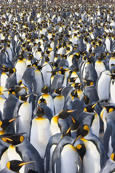 King Penguins, Aptenodytes patagonicus, in a bird colony on South Georgia Island, on the Falkland islands