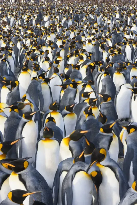 Framed Print : King Penguins, Aptenodytes patagonicus, in a bird colony on South Georgia Island, on the Falkland islands Framed Print : King Penguins, Aptenodytes patagonicus, in a bird colony on South Georgia Island, on the Falkland islands