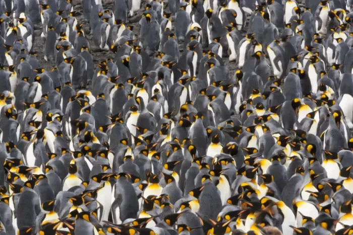 Framed Print : King Penguins, Aptenodytes patagonicus, in a bird colony on South Georgia Island, on the Falkland islands Framed Print : King Penguins, Aptenodytes patagonicus, in a bird colony on South Georgia Island, on the Falkland islands