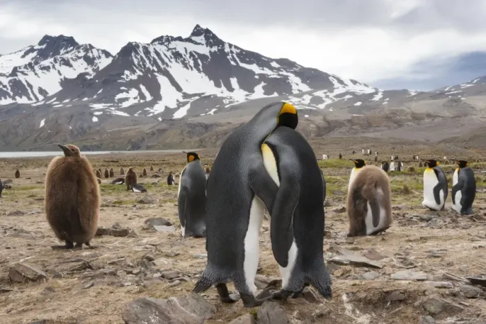 Framed Print : King Penguins, Aptenodytes patagonicus, in a bird colony on South Georgia Island, on the Falkland islands Framed Print : King Penguins, Aptenodytes patagonicus, in a bird colony on South Georgia Island, on the Falkland islands