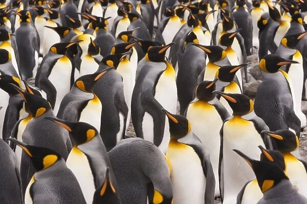 King Penguins, Aptenodytes patagonicus, in a bird colony on South Georgia Island, on the Falkland islands