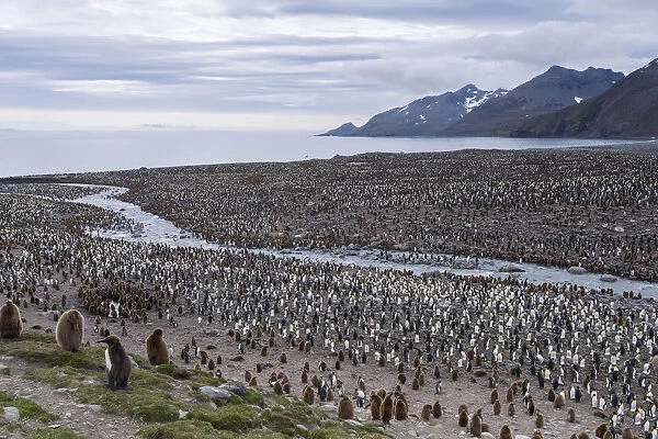 King Penguins -Aptenodytes patagonicus-, King Penguin colony, St. Andrews Bay, South Georgia and the South Sandwich Islands, United Kingdom
