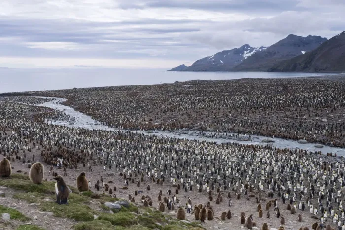 Framed Print : King Penguins -Aptenodytes patagonicus-, King Penguin colony, St. Andrews Bay, South Georgia and the South Sandwich Islands, United Kingdom Framed Print : King Penguins -Aptenodytes patagonicus-, King Penguin colony, St. Andrews Bay, South Georgia and the South Sandwich Islands, United Kingdom