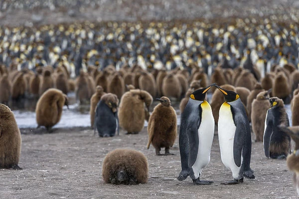 King Penguins -Aptenodytes patagonicus-, adult birds, pair, surrounded by chicks in a King Penguin colony, St. Andrews Bay, South Georgia and the South Sandwich Islands, United Kingdom