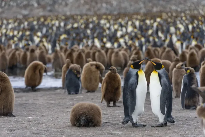Framed Print : King Penguins -Aptenodytes patagonicus-, adult birds, pair, surrounded by chicks in a King Penguin colony, St. Andrews Bay, South Georgia and the South Sandwich Islands, United Kingdom