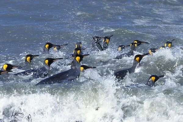 King penguins -Aptenodytes patagonicus-, swimming, South Georgia, Subantarctic, Antarctic
