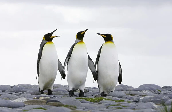 Three king penguins (Aptenodytes patagonicus) standing on rocky beach