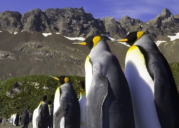 King penguins (Aptenodytes patagonicus) standing on beach, side view