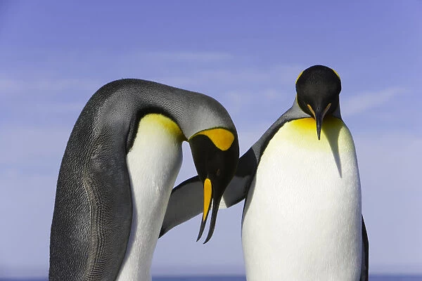 Two king penguins (Aptenodytes patagonicus) in courtship display