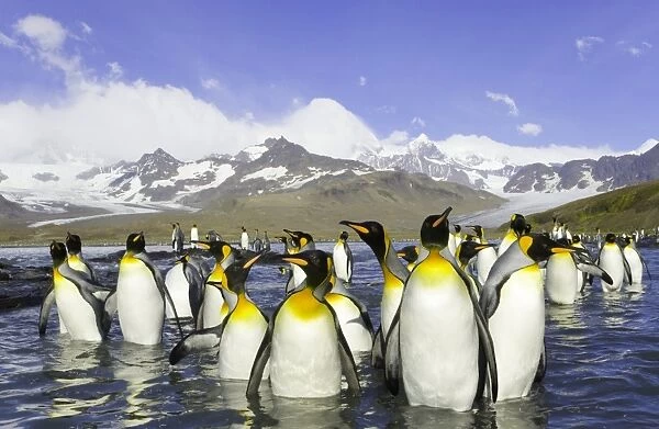 King penguins (Aptenodytes patagonicus) wading in sea, autumn morning