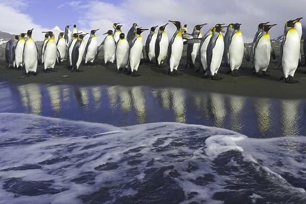 King penguins (Aptenodytes patagonicus) walking along shoreline