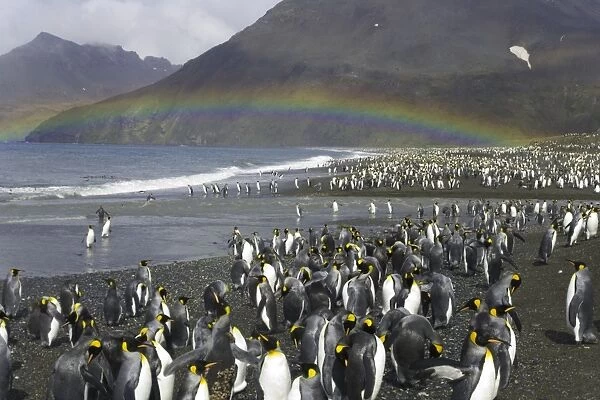 King penguins (Aptenodytes patagonicus) beside river and shoreline