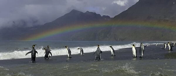 King penguins (Aptenodytes patagonicus) standing along shoreline