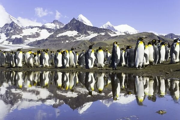 King penguins (Aptenodytes patagonicus) beside pond in rookery
