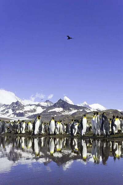 King penguins (Aptenodytes patagonicus) beside pond in rookery