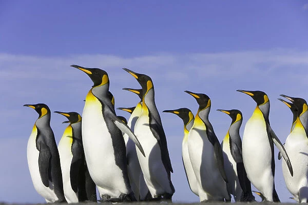 King penguins (Aptenodytes patagonicus) standing on beach, side view