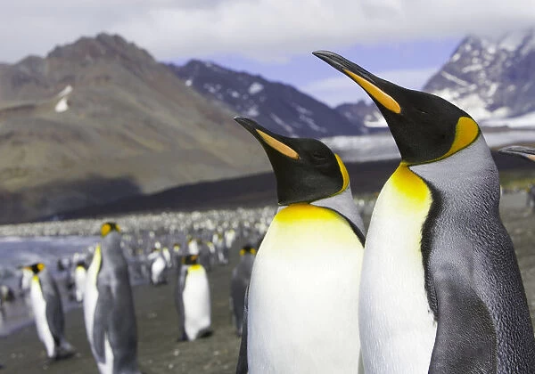 King penguins (Aptenodytes patagonicus) standing on beach
